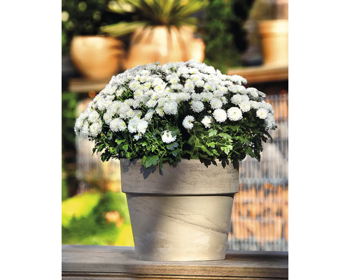Chrysantheme im Topf für den Außenbereich