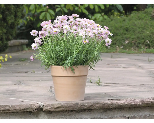 Blumentopf mit Margeriten auf Steinterrasse