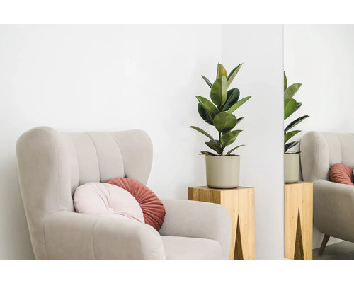 Sessel mit Kissen und Gummibaum im Topf auf einem Holzhocker