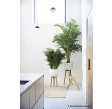 Zwei Zimmerpflanzen in einem hellen Raum mit minimalistischem Design.