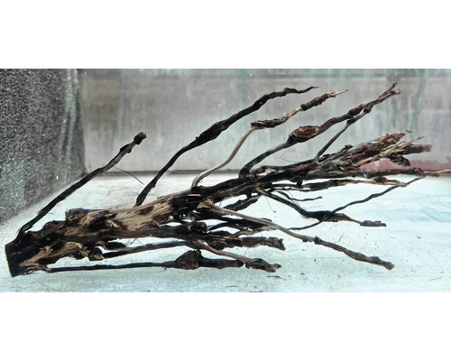 Aquarienwurzel für die Dekoration eines Aquariums