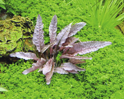 Aquariumpflanze mit gewellten Blättern im Aquarium