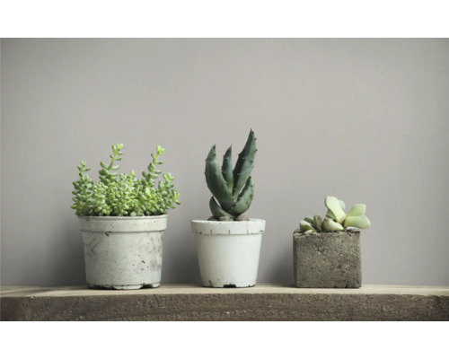 Drei Sukkulenten in Töpfen auf einem Holzregal.