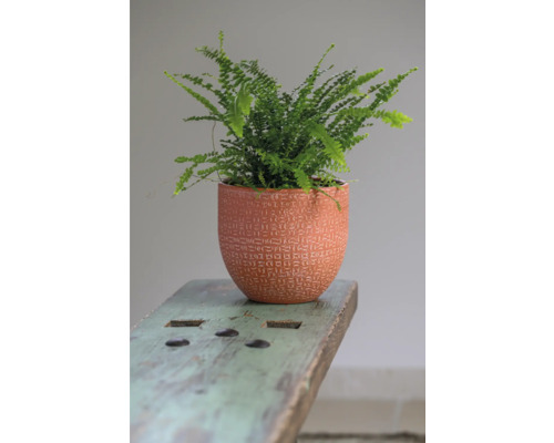 Grüner Farn in gemustertem Blumentopf auf Holzbank