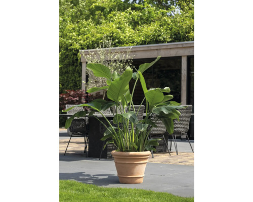 Strelitzia im Topf auf einer Terrasse mit Gartenmöbeln und Grünpflanzen