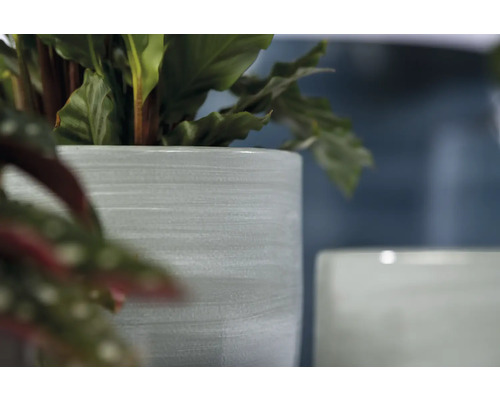 Pflanzen in einem Blumentopf