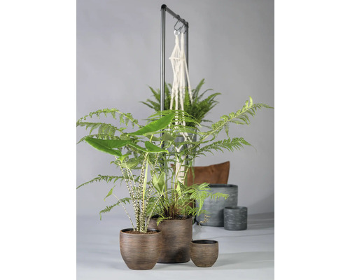 Verschiedene Zimmerpflanzen in Pflanzgefäßen und Pflanzenampel an einem Metallständer