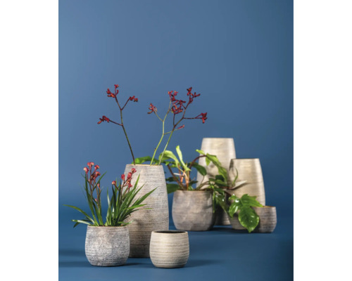 Verschiedene Pflanzen und Blumen in Pflanzgefäßen und Vasen.