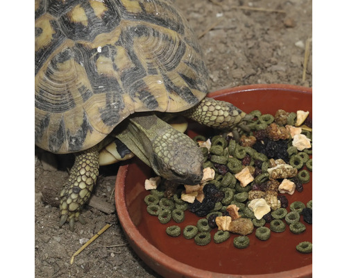 Eine Schildkröte frisst Futter aus einer Schale.