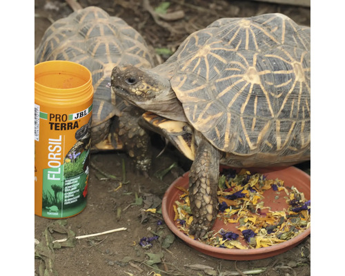 Zwei Indische Sternschildkröten mit Futterschale und Futterergänzungsmittel
