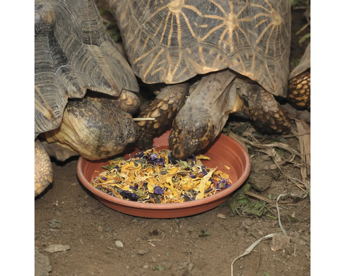 Sternschildkröten fressen Futter aus einer Schale.