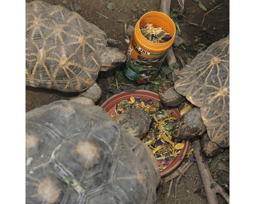 "Schildkröten fressen Futter aus einer Schale