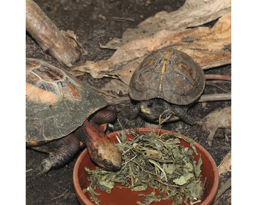 Zwei Landschildkröten mit Futter in einer Schale