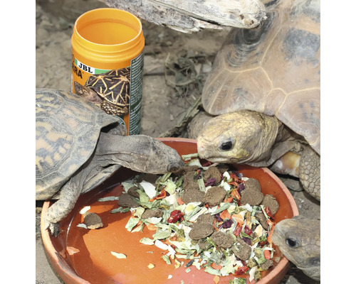 Schildkröten fressen Futter aus einer Schüssel, im Hintergrund ein Behälter mit Schildkrötenfutter von JBL