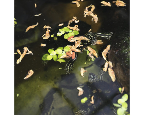 Schildkröten im Wasser mit Futter und Wasserpflanzen