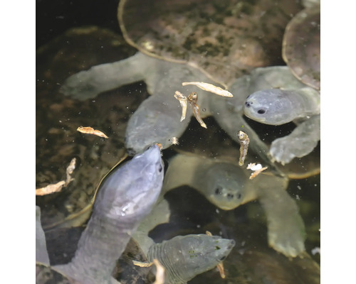 Mehrere Weichschildkröten im Wasser mit Futter