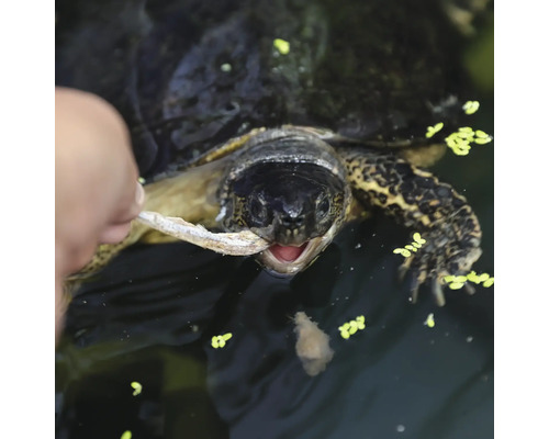 Schildkröte wird mit Fisch gefüttert