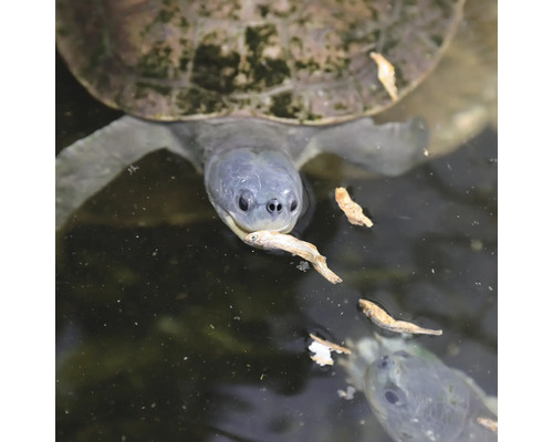 Schildkröte frisst Fisch im Wasser
