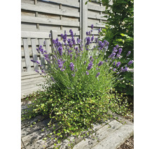 Lavendelbusch mit grüner Unterpflanzung auf einer Gartenbank