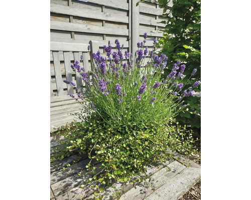 Lavendelbusch mit grüner Unterpflanzung auf einer Gartenbank