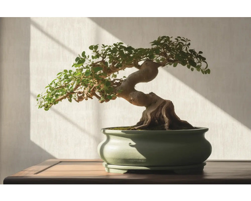 Bonsai-Baum in Topf auf einem Tisch