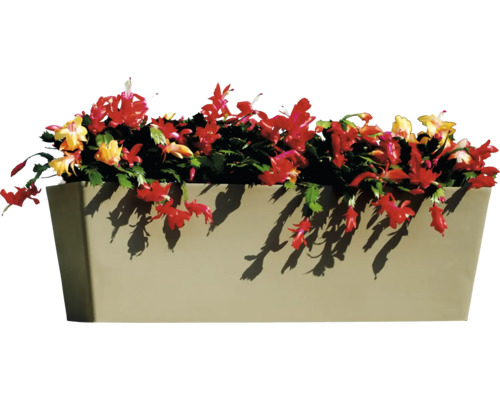 Blumenkasten bepflanzt mit Weihnachtskakteen