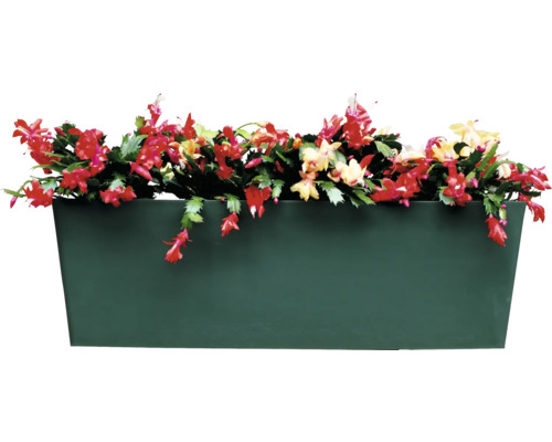 Blumenkasten mit Weihnachtskakteen