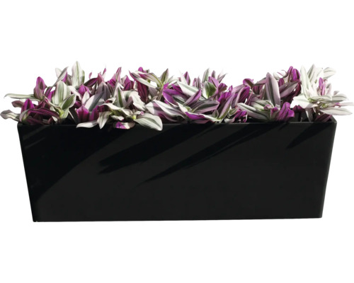 Pflanzenkasten mit Dreimasterblume