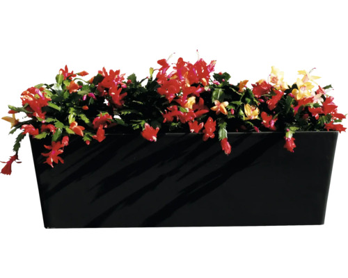 Blumenkasten mit Weihnachtskaktus in Blüte