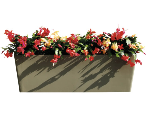 Blumenkasten mit Weihnachtskaktus mit roten und gelben Blüten