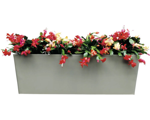 Blumenkasten mit Weihnachtsbaumkakteen