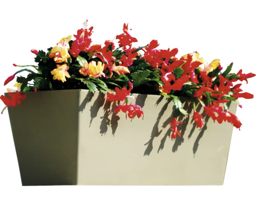 Blumenkasten mit Weihnachtskaktus und Blüten