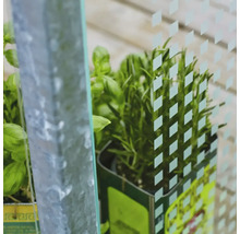 Detailaufnahme eines Gewächshauses mit Kräutern