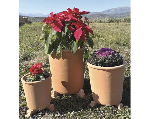 Drei Pflanzkübel aus Terrakotta mit verschiedenen Pflanzen im Freien