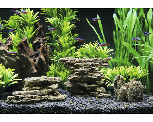Dekoriertes Aquarium mit Pflanzen, Steinen, Wurzelholz und Fischen