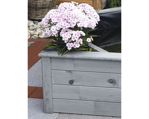 Phlox in einem Holzkübel