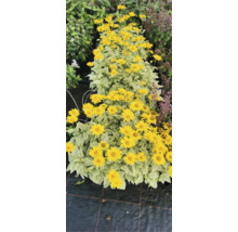 Reihe von Sonnenblumen mit gelben Blüten und hellen Blättern
