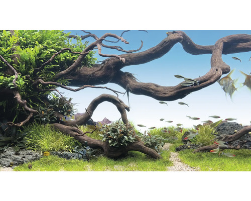 Dekoratives Aquarium mit Wurzelholz und Fischen