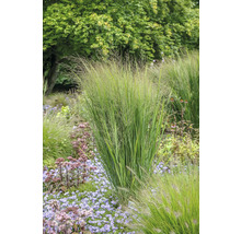 Garten mit Ziergräsern und Blumen