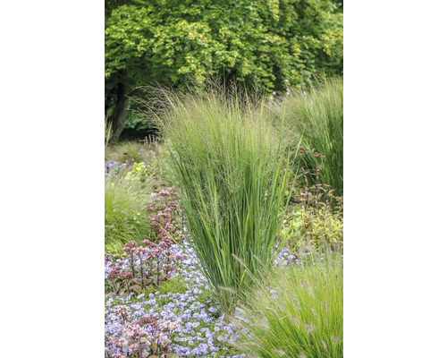 Garten mit Ziergräsern und Blumen