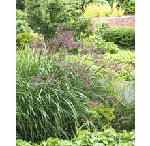 Chinaschilf im Gartenbeet mit grünen und roten Akzenten