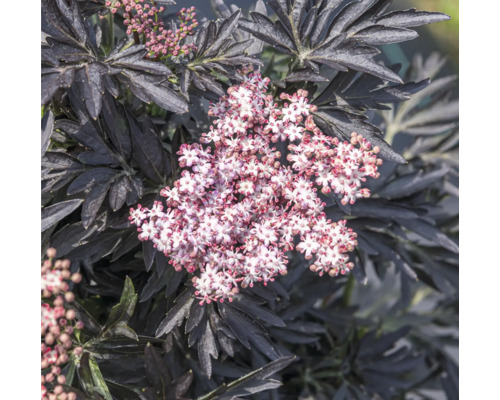 Holunderbusch mit dunklen Blättern und Blüten