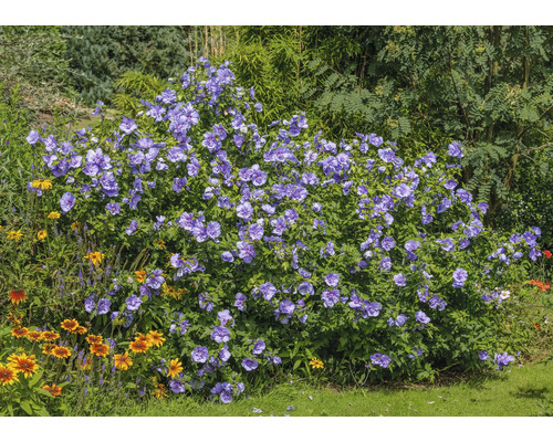 Blühender Hibiskusstrauch im Garten