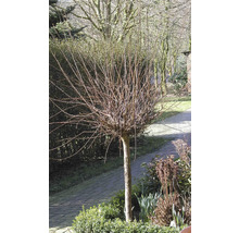 Kopfweide im Garten