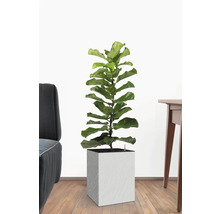 Feigenbaum in einem Topf