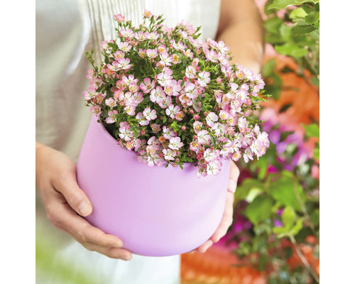 Person hält Topf mit rosa Blüten