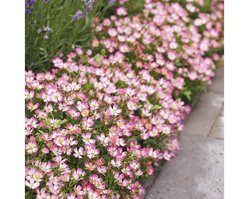 Reihe Beetrosen mit rosa Blütenblättern und weißer Umrandung neben Gehwegplatten