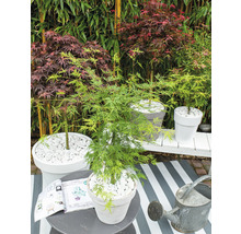 Gartenszene mit japanischem Ahorn in Töpfen, Dekosteinen und Gießkanne