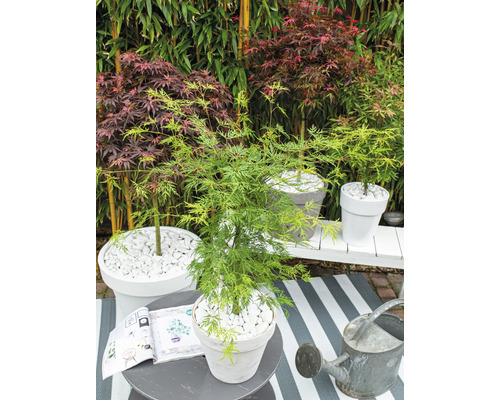 Gartenszene mit japanischem Ahorn in Töpfen, Dekosteinen und Gießkanne