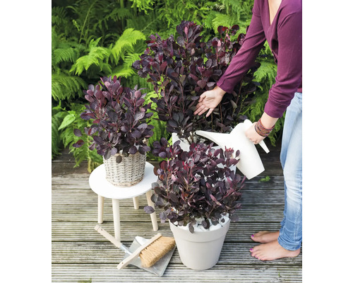 Szene mit lackiertem Strauch in Töpfen im Garten, gegossen mit einer Gießkanne